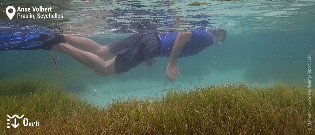 Snorkeleur dans les herbiers de l'Anse Volbert, Praslin