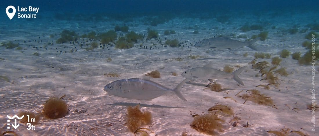 Snorkeling Lac Bay lagoon, Bonaire
