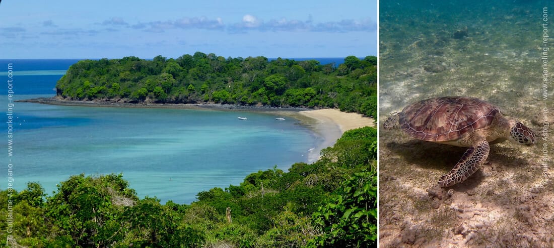 Snorkeling with green sea turtles at N'Gouja Beach, Mayotte