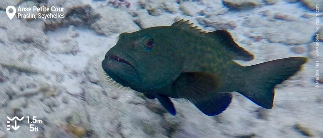 Snapper at Anse Petite Cour, Praslin