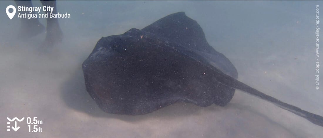 Snorkeling with stingray at Stingray City, Antigua