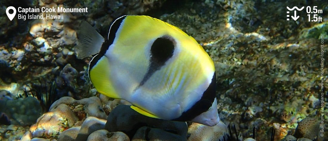 Teardrop butterflyfish at Captain Cook Monument