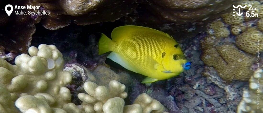 Snorkeling with threespot angelfish at Anse Major, Seychelles