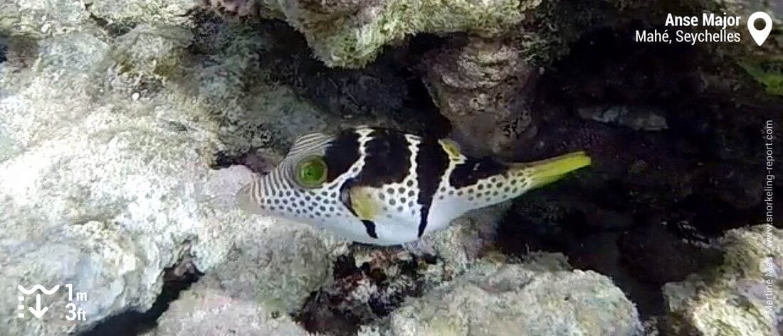 Valentin's sharpnose puffer at Anse Major, Seychelles