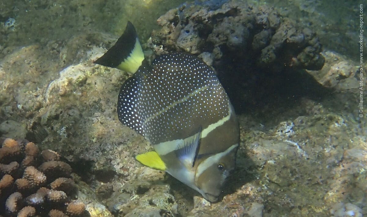 Whitespotted surgeonfish