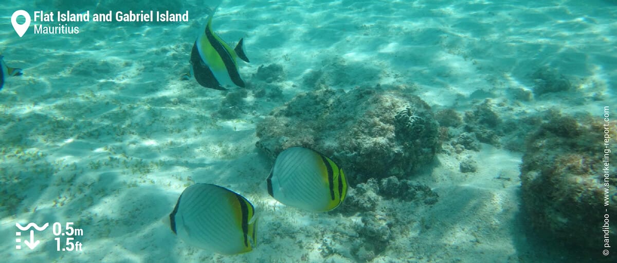 Moorish Idol and butterflyfish