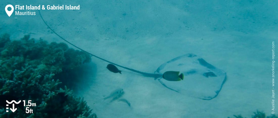 Stingray at Gabriel and Flat Islands