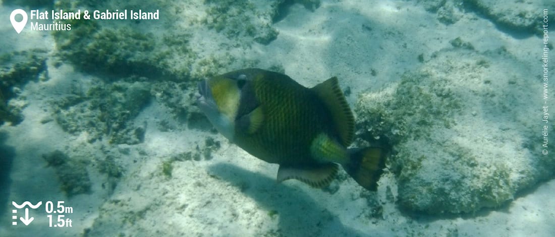 Titan triggerfish at Gabriel and Flat Islands