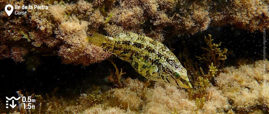 Crénilabre à cinq taches à l'île de la Pietra