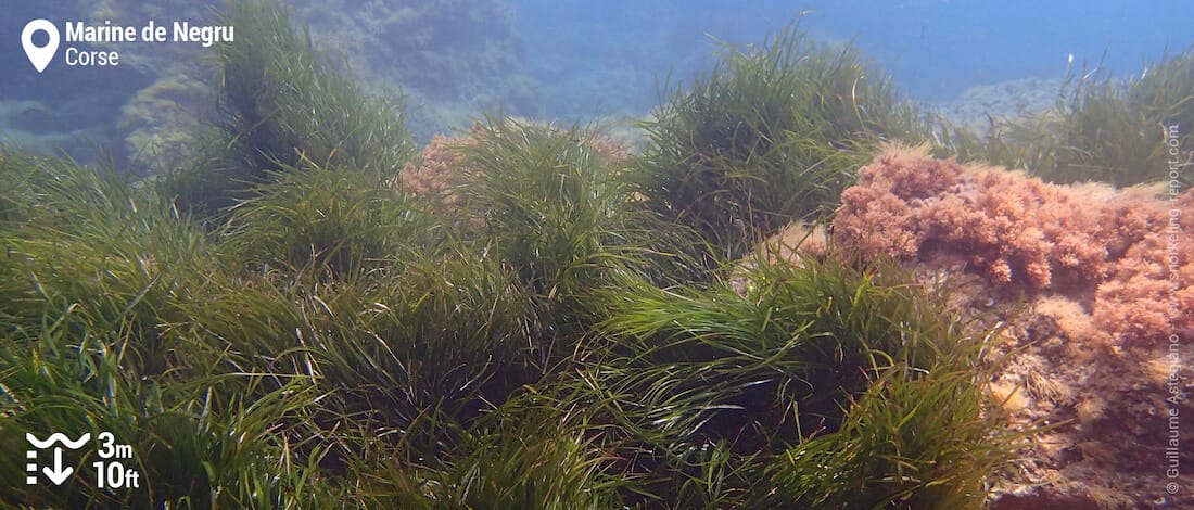 Herbiers de posidonies à la Marine de Negru, Cap Corse