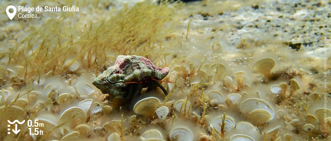 Hermit crab at Santa Giulia Beach, Corsica