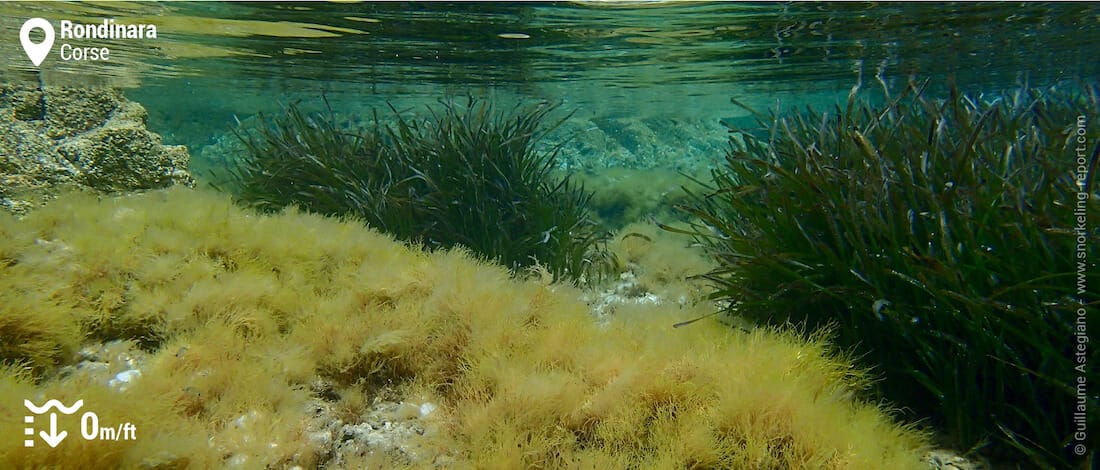 Fonds marins à Rondinara