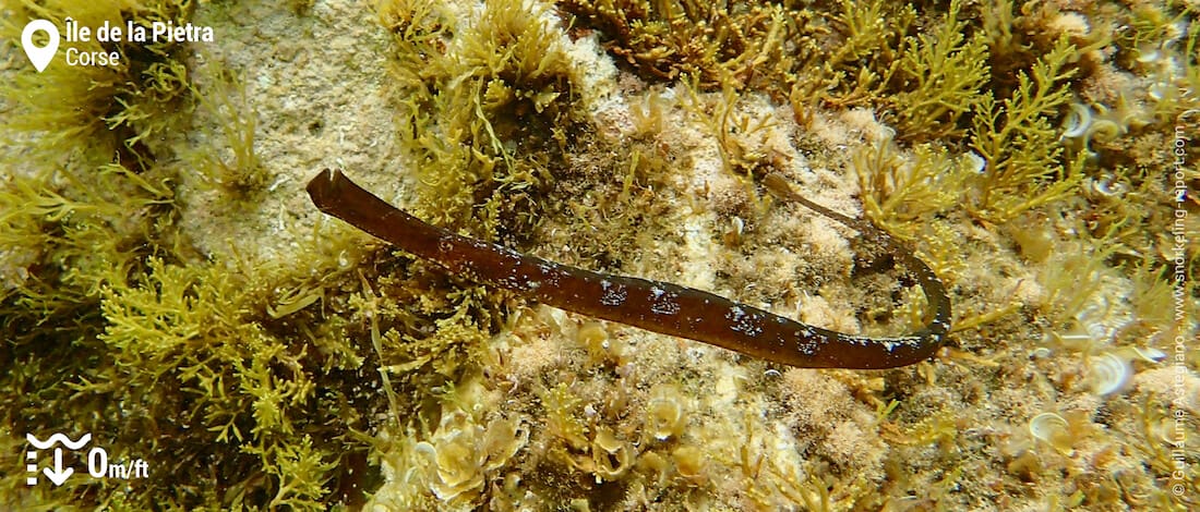 Siphonostome à l'île de la Pietra