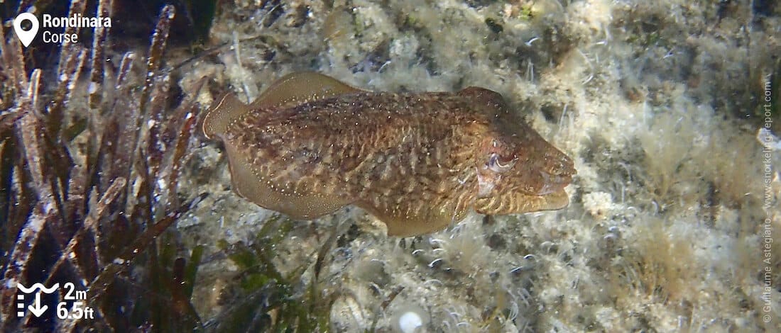 Seiche à Rondinara, snorkeling en Corse