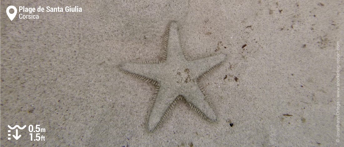 Starfish at Santa Giulia Beach, Corsica