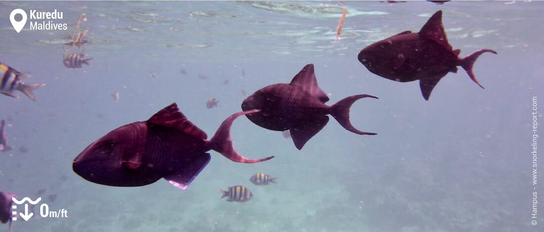 Black triggerfish in Kuredu