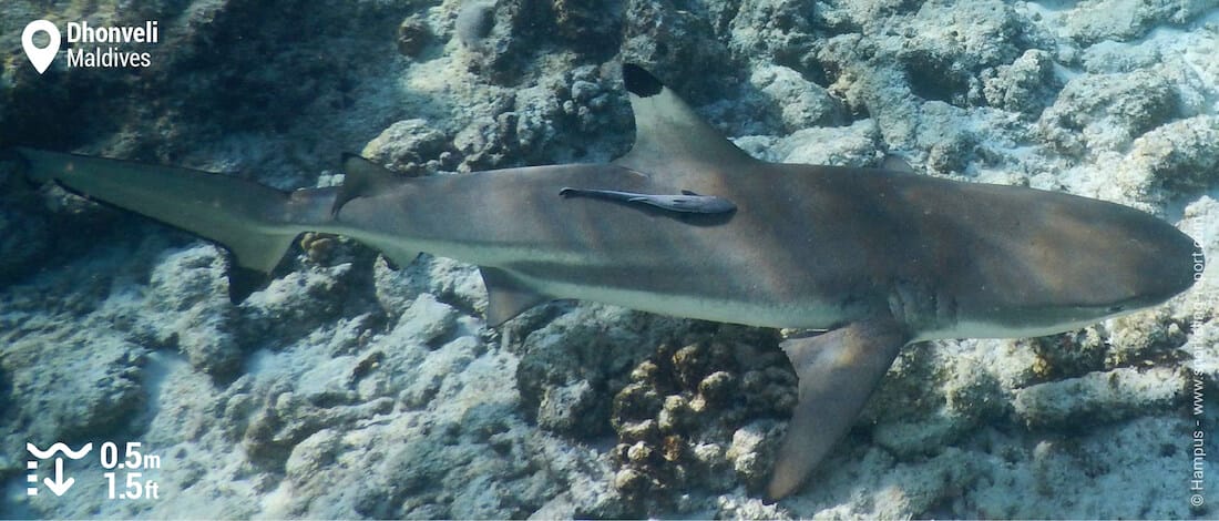 Blacktip reef shark snorkeling Dhonveli