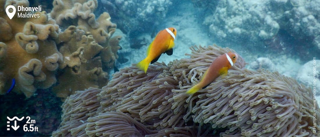 Maldive clownfish in Dhonveli
