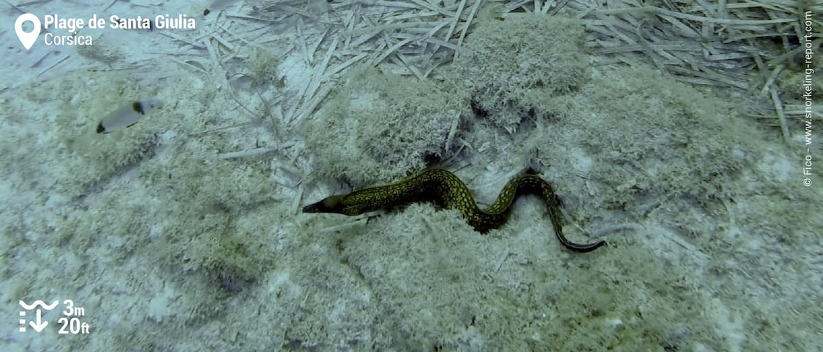 Mediterranean moray eel in Santa Giulia Beach, Corsica