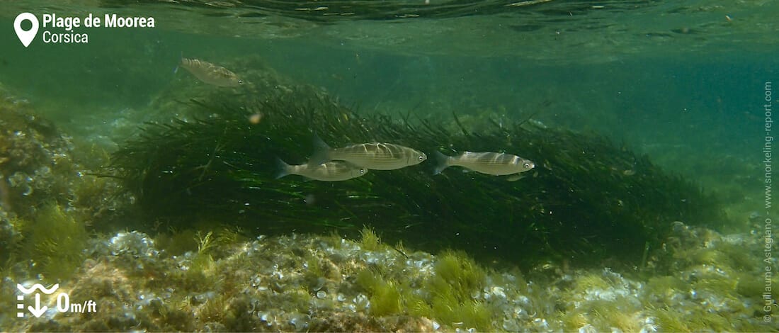 Mullets at plage de Moorea, Ajaccio
