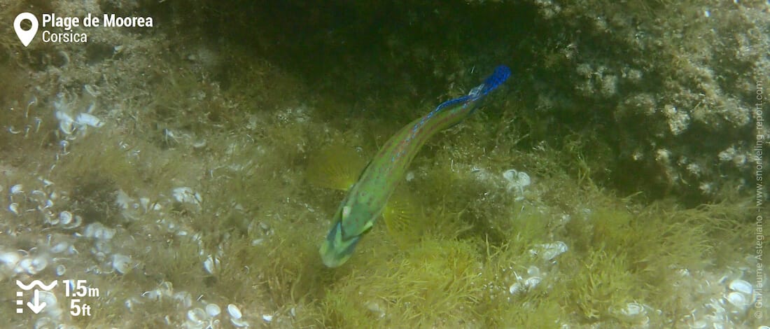 Peacock wrasse at Plage de Moorea, Ajaccio