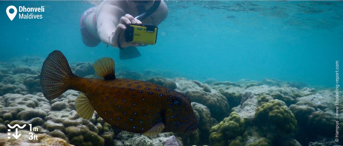 Snorkeling with boxfish in Dhonveli