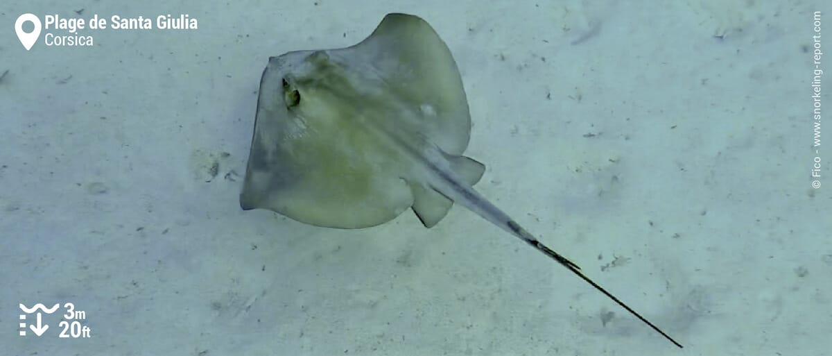 Stingray in Santa Giulia