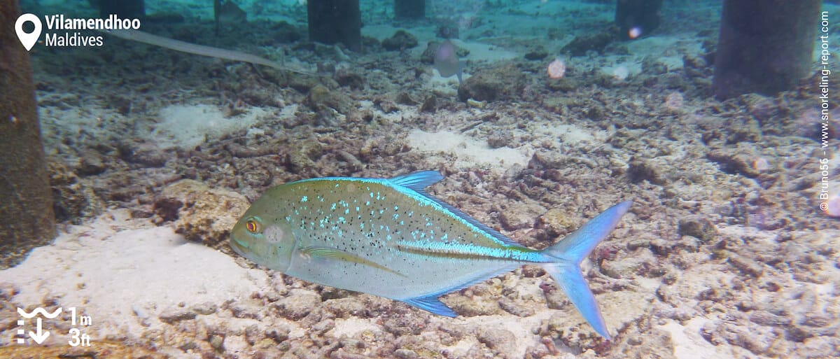 Bluefin trevally in Vilamendhoo