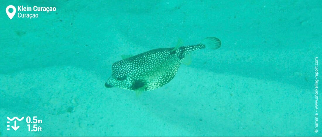 Poisson-coffre à points blancs à Klein Curaçao
