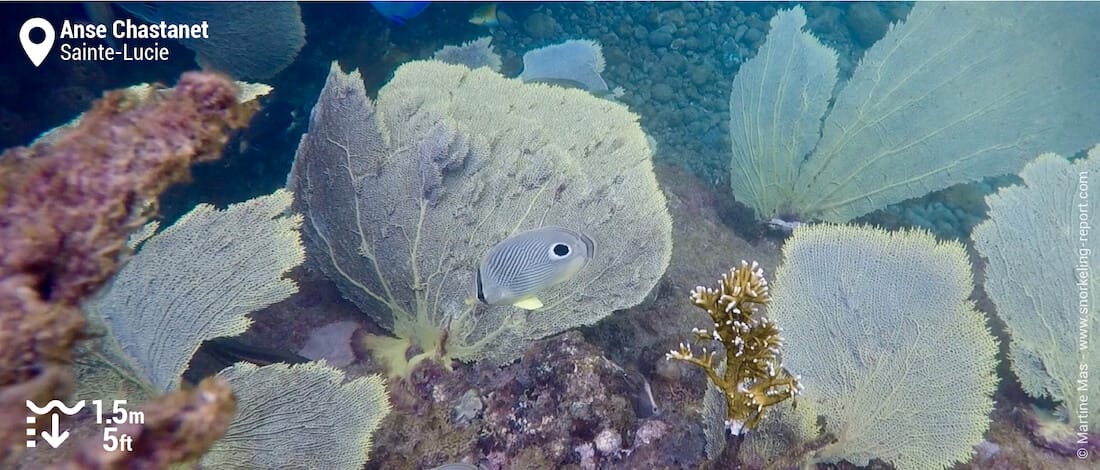 Poisson-papillon à quatre yeux sur le récif de l'Anse Chastanet