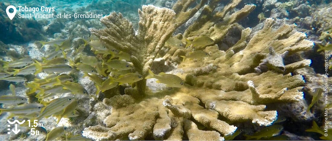 Récif corallien et gorettes aux Tobago Cays