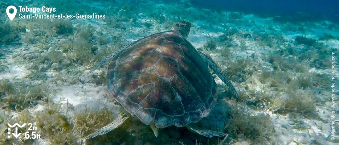 Snorkeling avec une tortue verte aux Tobago Cays