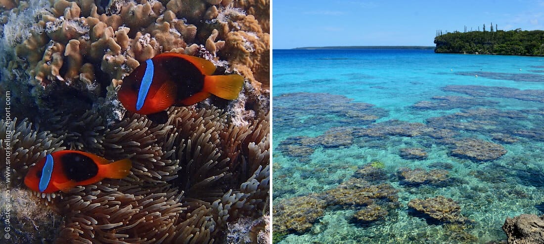 Snorkeling in New Caledonia