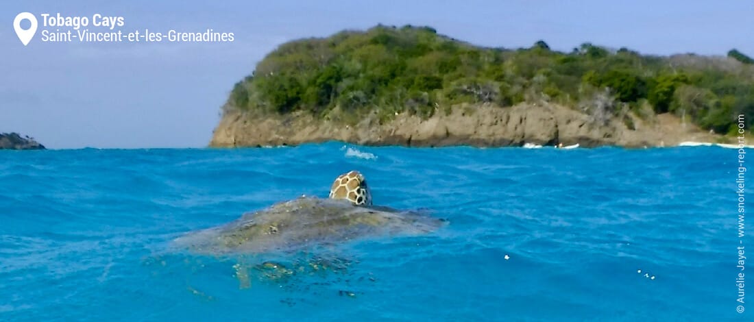 Snorkeling avec les tortues vertes des Tobago Cays