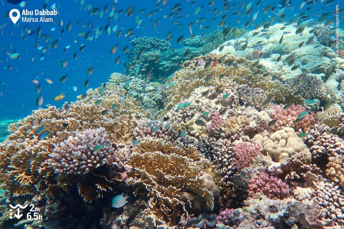 Coral reef at Abu Dabbab