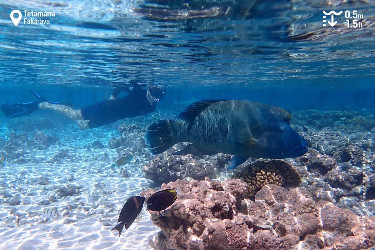 Snorkeler observes a Napoleon wrasse at Tetamanu Village