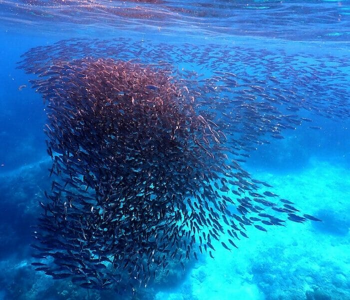 Moalboal / Panagsama Beach