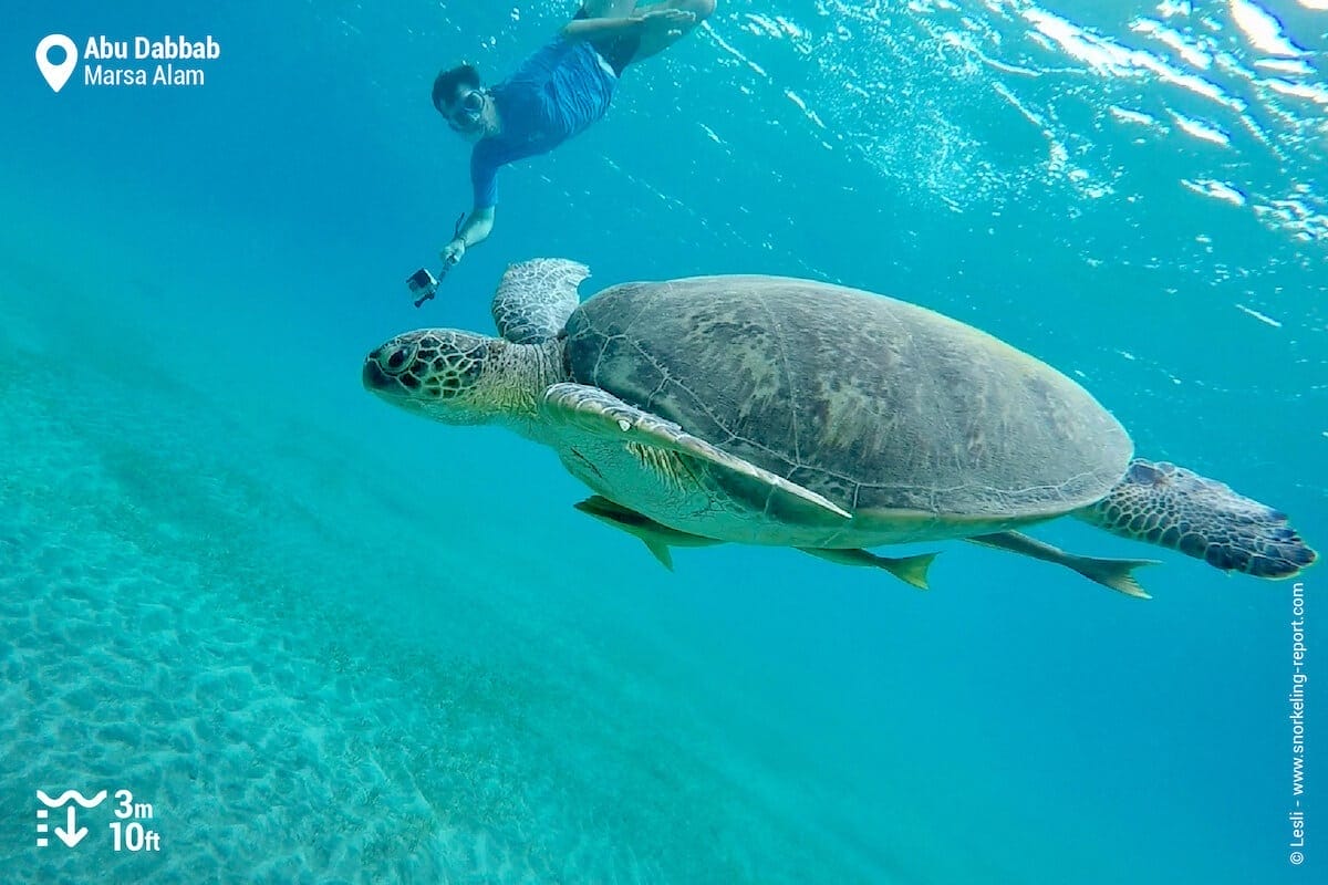 Snorkeler swimming with a green sea turtle in Abu Dabbab