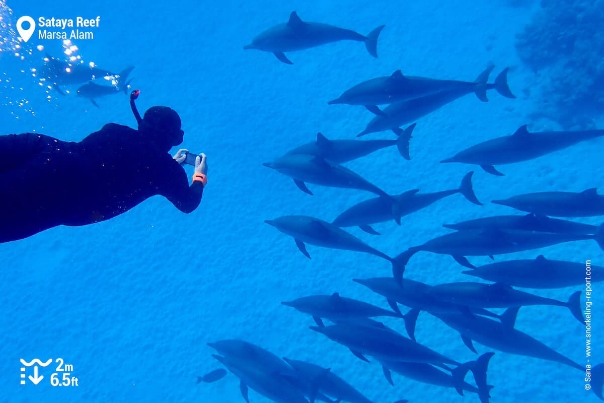 Snorkeling with dolphins at Sataya Reef