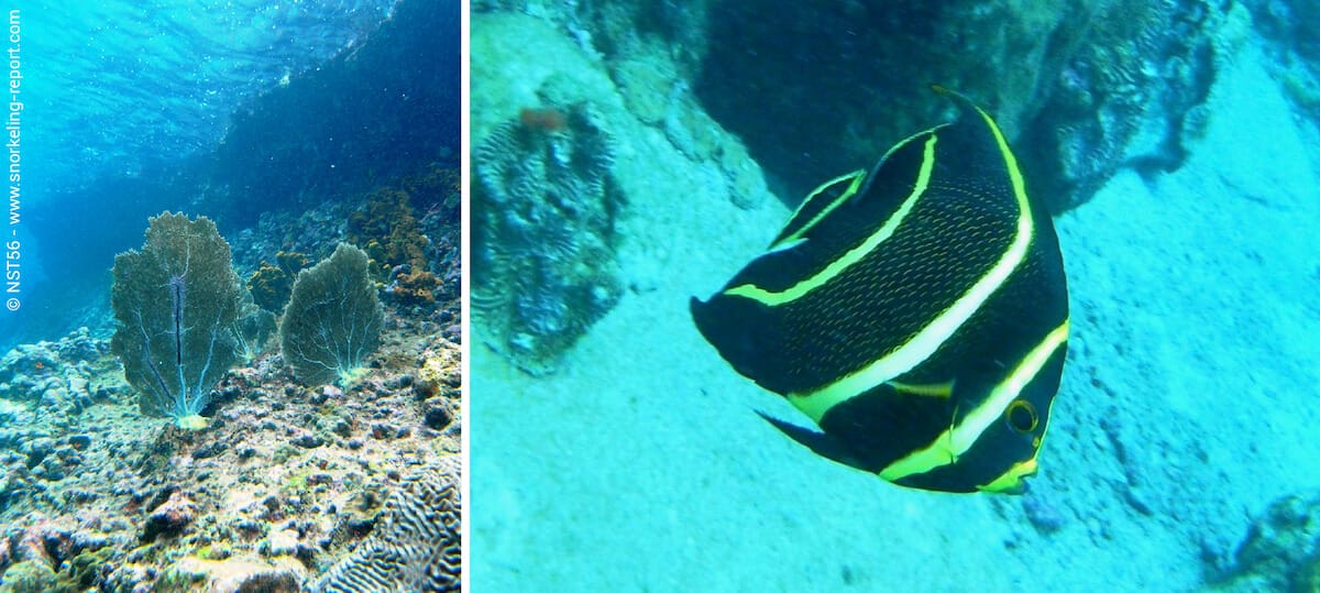 Snorkeling Anse Chastanet
