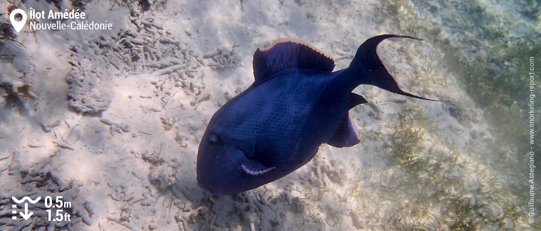 Baliste bleu dans les herbiers de l'îlot Amédée