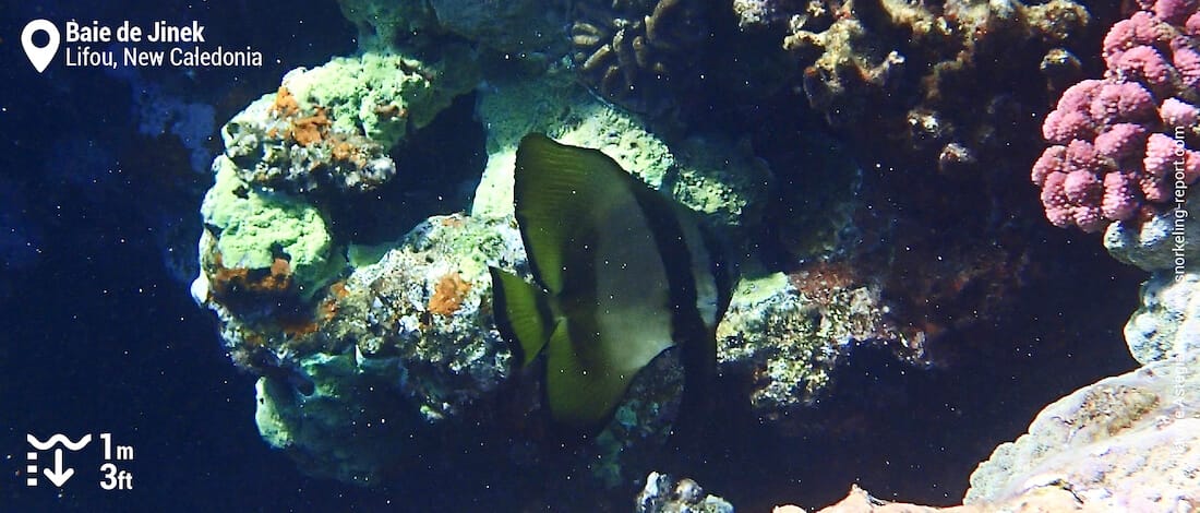 Batfish at Jinek Bay