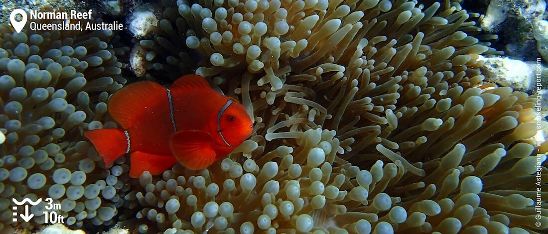 Poisson-clown épineux à Norman Reef