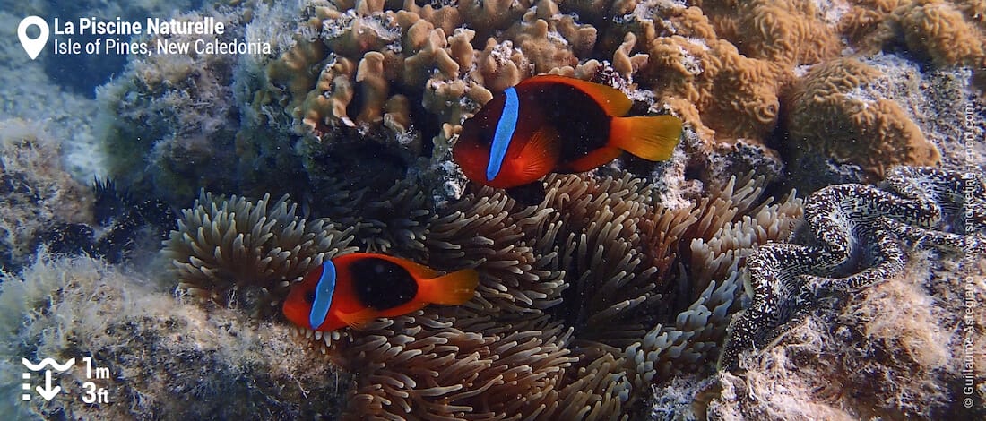 Clownfish in sea anemone at Oro Bay natural pool