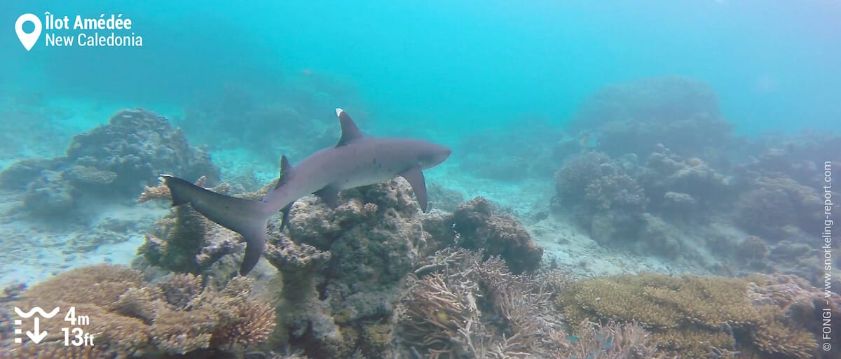 Whitetip reef shark in Amedee Island