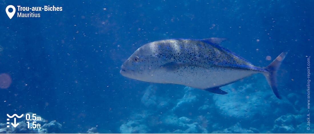 Bluefin trevally at Trou-aux-Biches