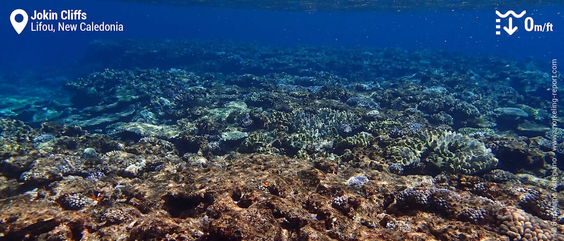 Coral reef at Jokin Cliffs