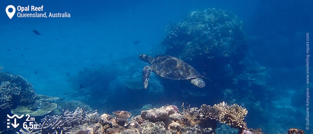 Snorkeling with green sea turtle at Opal Reef