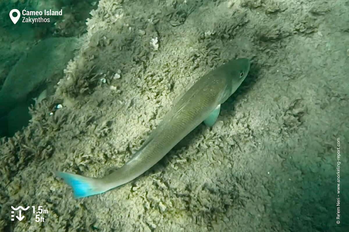 European seabass at Cameo Island