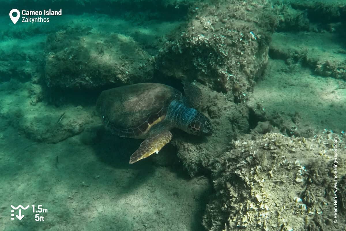 Loggerhead sea turtle at Cameo Island, Laganas Bay